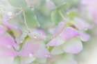 USA, Washington State, Seabeck. Ornamental oregano petals with raindrops. Art Print